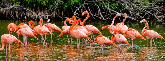 flamants roses