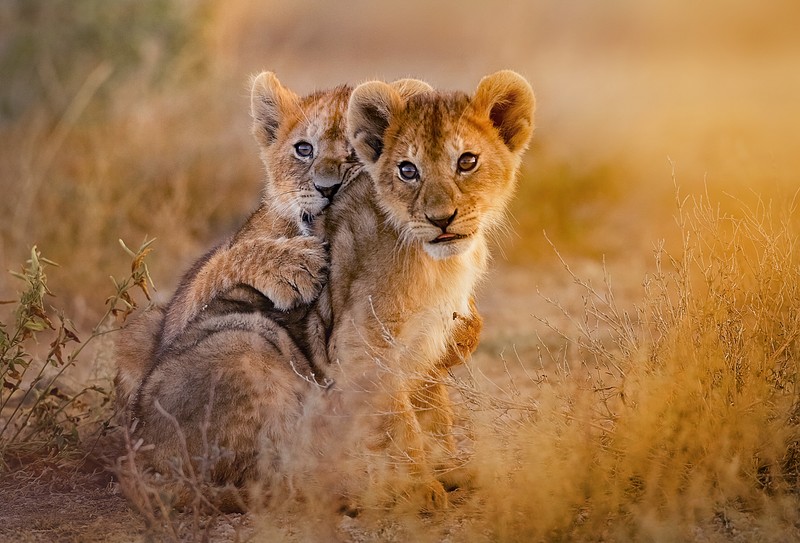 Safari en Tanzanie